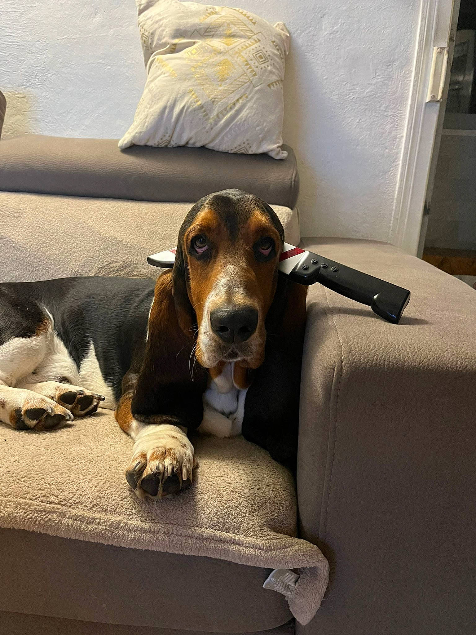 Plouf a rejoint le concours — aidez-le/la à gagner de superbes lots ! bored, canidae, carnivore, comfort, companion_dog, couch, dog, dog_breed, dog_supply, flooring, hound, hunting_dog, liver, pet_supply, rectangle, room, scent_hound, snout, sporting_group, working_animal