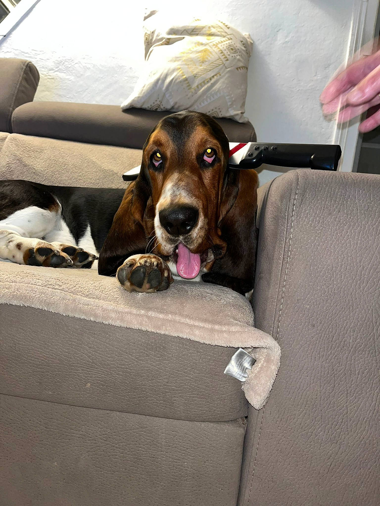 Plouf a rejoint le concours — aidez-le/la à gagner de superbes lots ! automotive_exterior, car, car_seat, car_seat_cover, carnivore, collar, comfort, companion_dog, dog, dog_breed, dog_supply, fawn, liver, motor_vehicle, scent_hound, seat_belt, vehicle, vehicle_door, window, working_animal