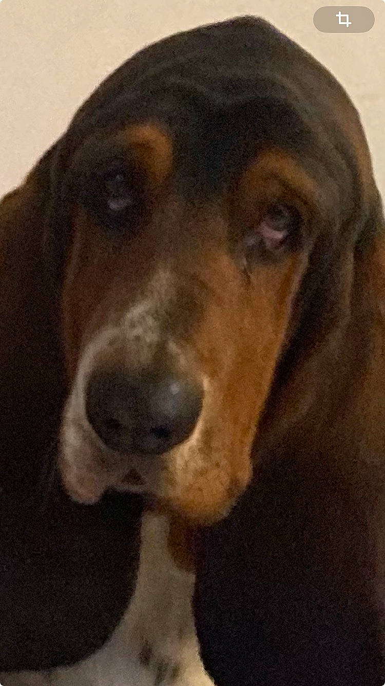 Plouf a rejoint le concours — aidez-le/la à gagner de superbes lots ! canidae, carnivore, companion_dog, dog, dog_breed, fur, hound, hunting_dog, liver, scent_hound, selfie, snout, sporting_group, terrestrial_animal, whiskers, working_animal, working_dog