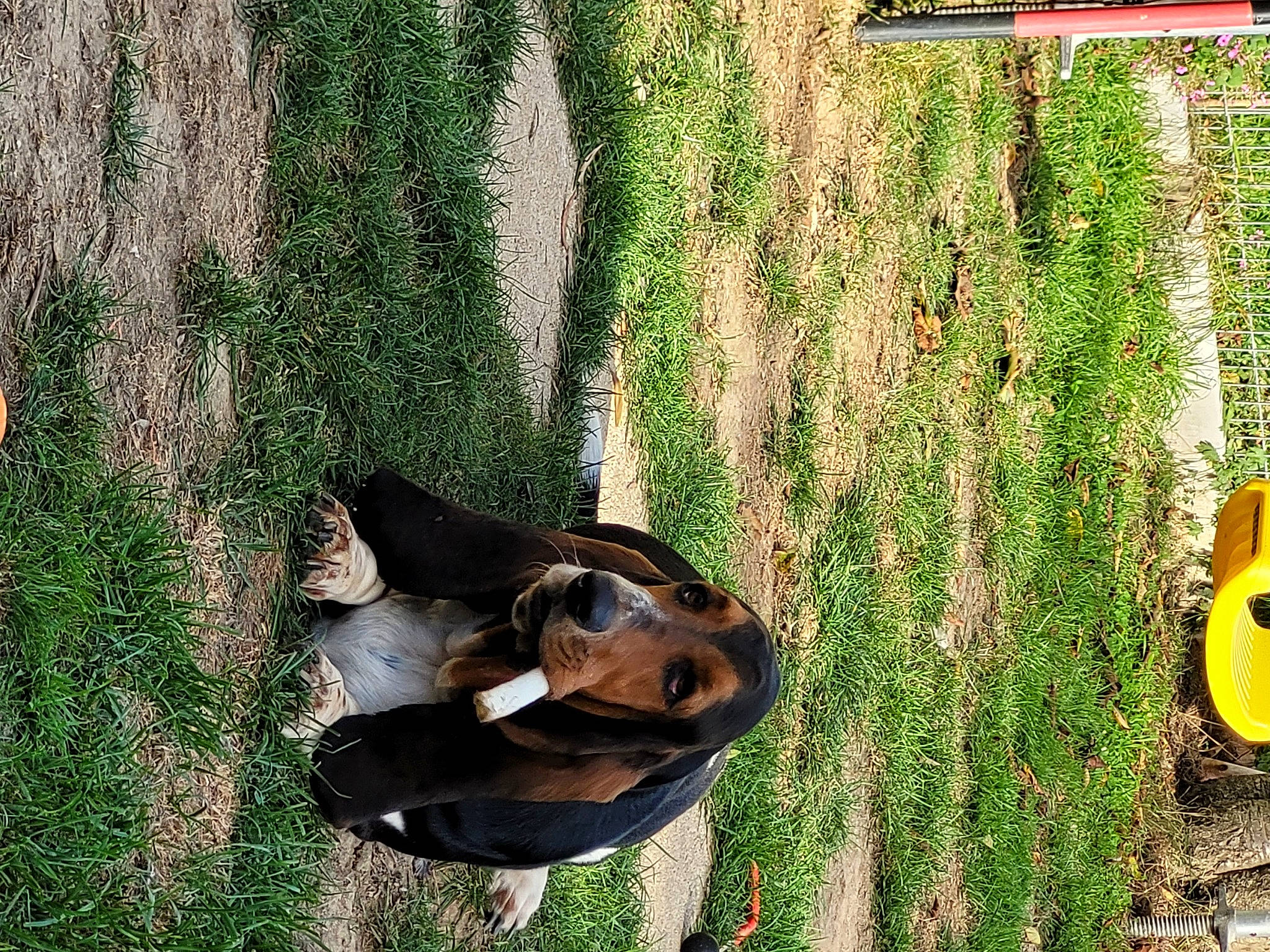 Plouf a rejoint le concours — aidez-le/la à gagner de superbes lots ! adaptation, art, fawn, grass, grass_family, green, hat, landscape, lawn, lawn_ornament, metal, organism, people_in_nature, plant, soil, tree, trunk, wood, woody_plant, working_animal