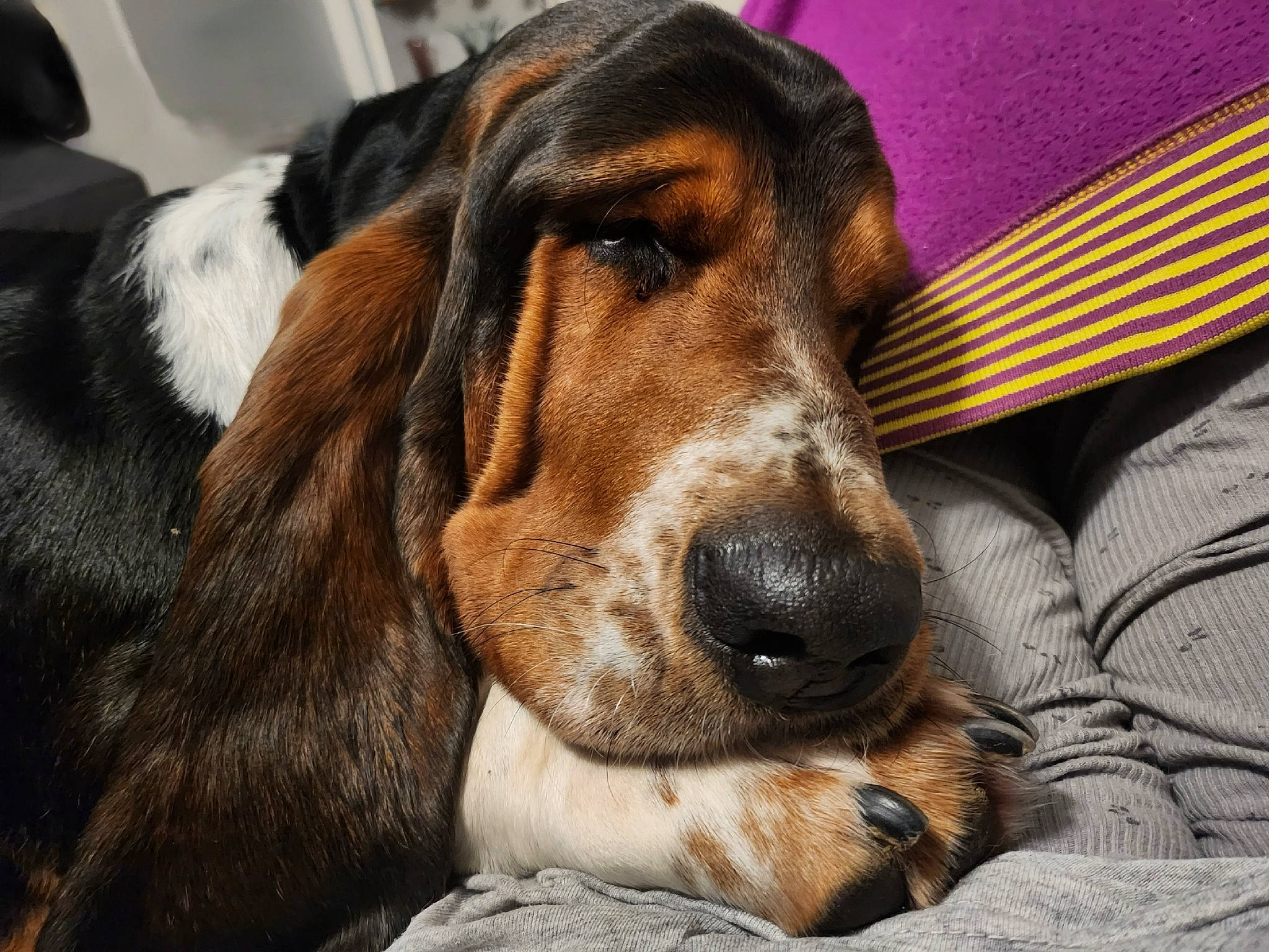 Plouf a rejoint le concours — aidez-le/la à gagner de superbes lots ! canidae, carnivore, comfort, companion_dog, dog, dog_breed, dog_supply, fur, hound, hunting_dog, liver, scent_hound, snout, sporting_group, umbrella, whiskers, working_animal, working_dog