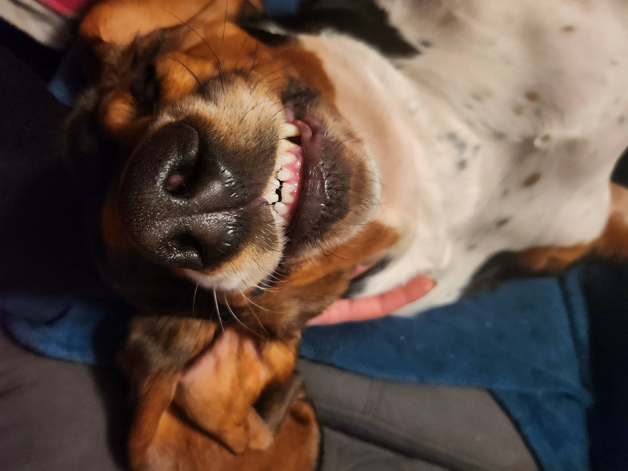 Plouf a rejoint le concours — aidez-le/la à gagner de superbes lots ! canidae, carnivore, collar, companion_dog, dog, dog_breed, dog_collar, ear, fawn, fur, guard_dog, hound, molosser, paw, scent_hound, snout, sporting_group, whiskers, working_animal, working_dog