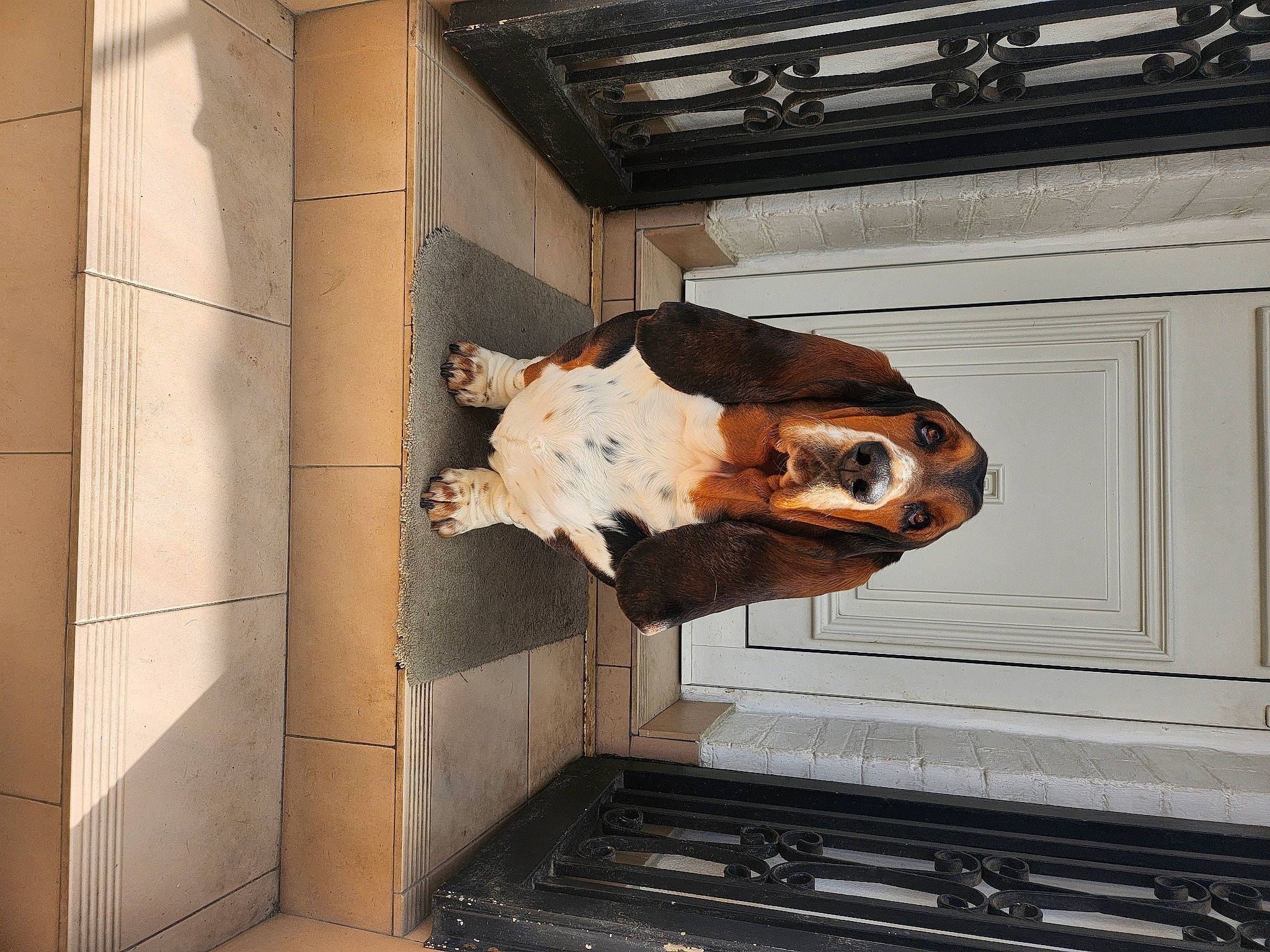 Plouf a rejoint le concours — aidez-le/la à gagner de superbes lots ! art, bone, brick, brickwork, building, dog_breed, door, facade, flooring, gas, house, metal, room, sculpture, skull, snout, vehicle_door, window, wood, working_animal