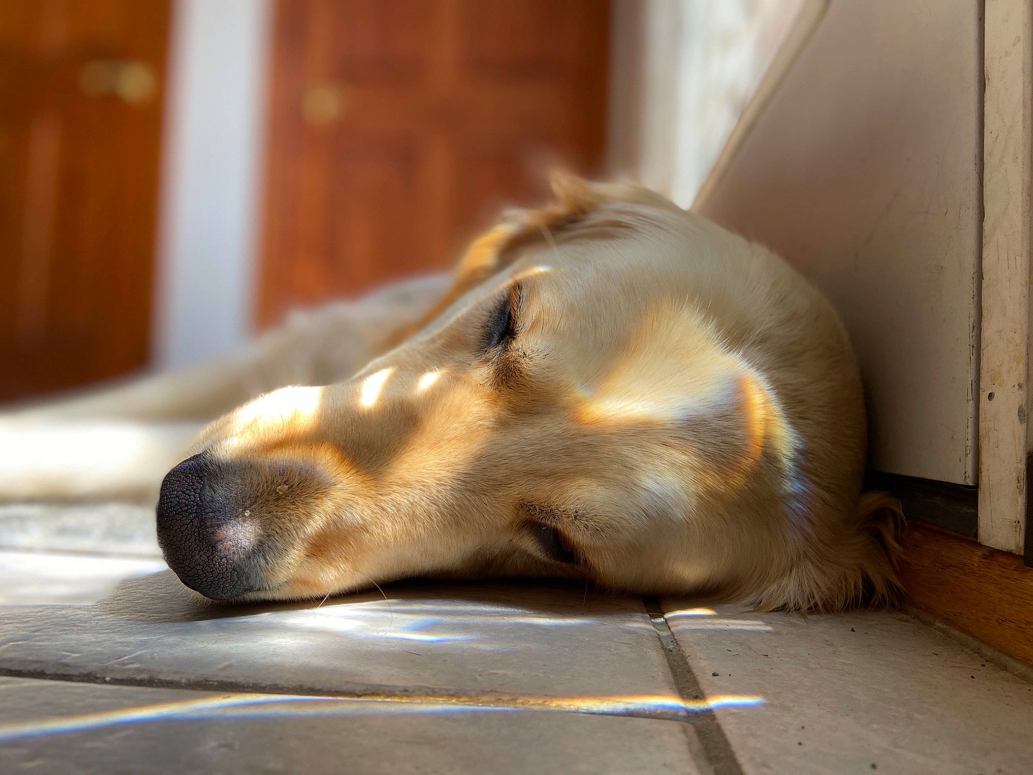 Lilo joined the competition — help win amazing prizes! afghan_hound, canidae, carnivore, companion_dog, dog, dog_breed, fawn, floor, snout, sporting_group