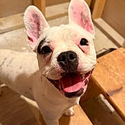 Petey is registered to the contest to win money with this photo: animal, black_spots, canine, closeup, companion, cute, dog, domestic_animal, ears_up, friendly, happy, indoor, looking_up, pet, playful, smiling, tongue_out, white_dog, wooden_floor, wooden_furniture
