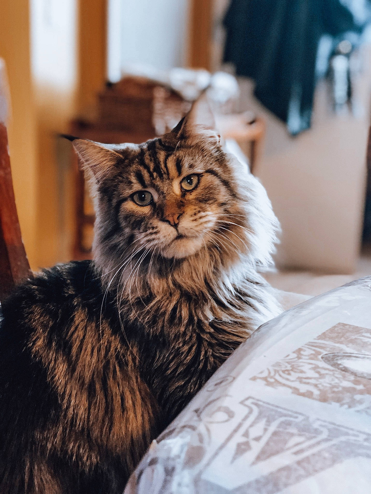 Mieko participe au concours pour gagner de l'argent avec cette photo : asian, carnivore, cat, domestic_long_haired_cat, dragon_li, european_shorthair, felidae, fur, kitten, maine_coon, mammal, norwegian_forest_cat, siberian, small_to_medium_sized_cats, tabby_cat, vertebrate, whiskers, wild_cat