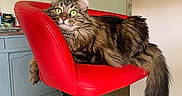 Naya a rejoint le concours — aidez-le/la à gagner de superbes lots ! cat, tabby_cat, red_chair, bar_stool, furniture, indoor, kitchen, floor_tiles, framed_artwork, curious, relaxed, fluffy, tail, green_eyes, pet, domestic_animal, seat, resting, home, cozy