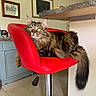 cat, tabby_cat, red_chair, bar_stool, furniture, indoor, kitchen, floor_tiles, framed_artwork, curious, relaxed, fluffy, tail, green_eyes, pet, domestic_animal, seat, resting, home, cozy