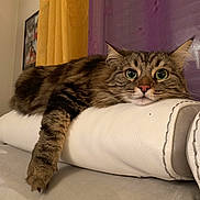 Naya participe au concours pour gagner de l'argent avec cette photo : cat, tabby, pet, indoor, cushion, pillow, fur, whiskers, relaxed, curious, wide_eyes, yellow_curtain, purple_curtain, furniture, living_room, soft_texture, animal, domestic, cozy, resting