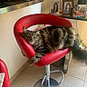 cat, tabby, red_chair, swivel_chair, indoor, furniture, floor_tiles, relaxed, pet, animal, home_interior, portrait, domestic_cat, stretching, cozy, photograph, living_room, household_items, decor, resting