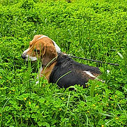 Titoune participe au concours pour gagner de l'argent avec cette photo : animal, beagle, canine, clouds, dog, flora, flowers, grass, greenery, leash, meadow, nature, outdoor, park, pond, relaxing, scenic, sky, summer, trees