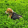 animal, beagle, canine, clouds, dog, flora, flowers, grass, greenery, leash, meadow, nature, outdoor, park, pond, relaxing, scenic, sky, summer, trees