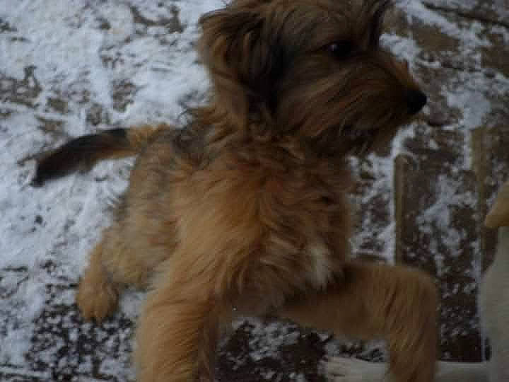 Grasshopper joined the competition — help win amazing prizes! canidae, carnivore, companion_dog, dog, dog_breed, dog_supply, fawn, fur, liver, maltepoo, poodle_crossbreed, small_terrier, snout, sporting_group, tail, terrier, toy_dog, water_dog, working_animal, yorkipoo