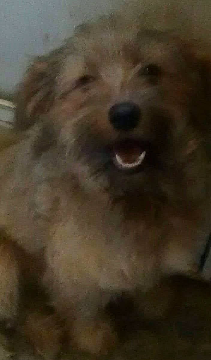 Grasshopper is registered to the contest to win money with this photo: ancient_dog_breeds, canidae, carnivore, companion_dog, dog, dog_breed, fang, fur, liver, maltepoo, non_sporting_group, puppy, small_terrier, snout, sporting_group, terrestrial_animal, terrier, toy_dog, whiskers, working_animal