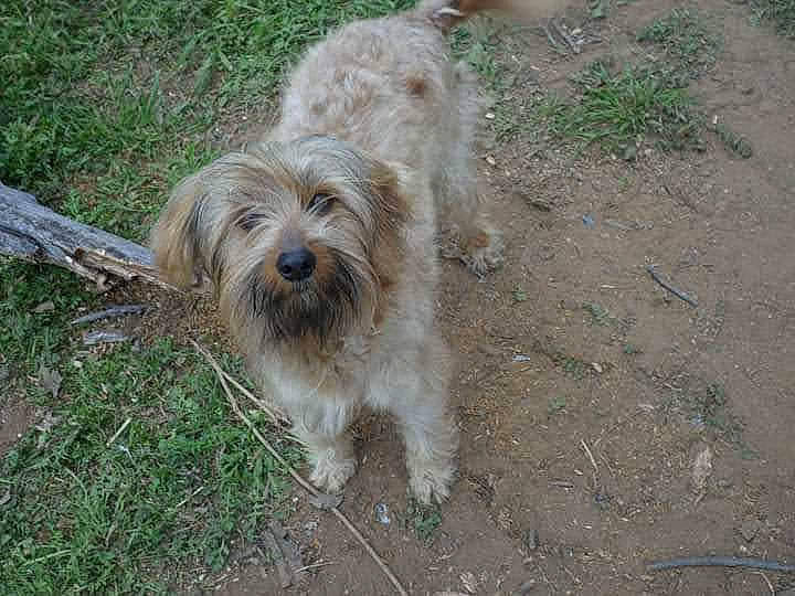 Grasshopper is registered to the contest to win money with this photo: canidae, carnivore, catalan_sheepdog, companion_dog, dog, dog_breed, fur, grass, liver, maltepoo, sapsali, small_terrier, snout, soil, sporting_group, tail, terrier, toy_dog, water_dog, working_animal