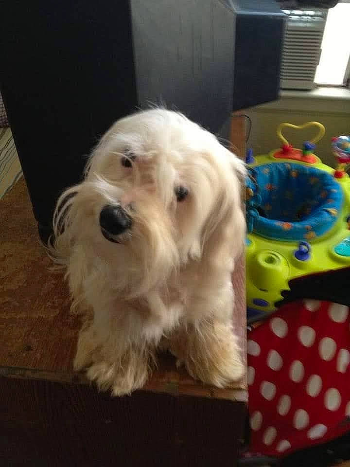 Riley joined the competition — help win amazing prizes! canidae, carnivore, companion_dog, dog, dog_breed, dog_collar, dog_supply, fashion_accessory, flooring, fur, hardwood, labradoodle, pet_supply, puppy_love, small_terrier, snout, sporting_group, terrier, toy_dog, working_animal