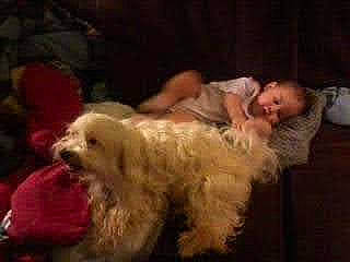 Riley joined the competition — help win amazing prizes! canidae, carnivore, comfort, companion_dog, dog, dog_breed, event, flesh, fur, non_sporting_group, small_terrier, sporting_group, terrier, toy_dog