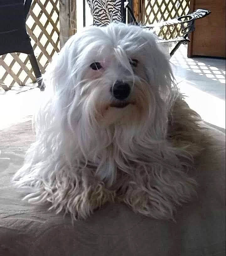 Riley is registered to the contest to win money with this photo: canidae, carnivore, companion_dog, dog, dog_breed, fur, maltepoo, non_sporting_group, pekapoo, plant, small_terrier, snout, sporting_group, terrier, toy_dog, tree, window, working_animal