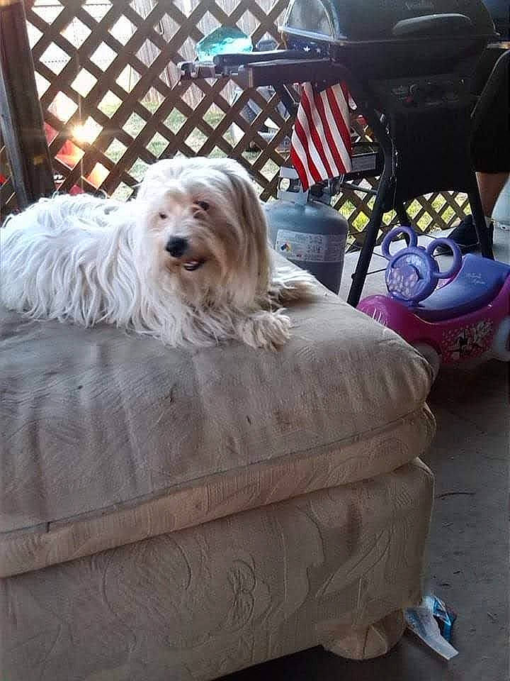 Riley is registered to the contest to win money with this photo: automotive_design, automotive_tire, canidae, carnivore, chair, comfort, companion_dog, dog, dog_breed, dog_supply, fur, non_sporting_group, sitting, small_terrier, sporting_group, terrier, tire, toy_dog, wheel