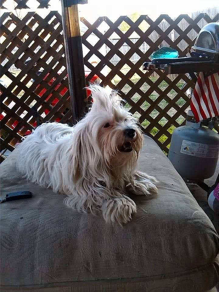 Riley is registered to the contest to win money with this photo: bag, canidae, carnivore, collar, companion_dog, dog, dog_breed, dog_collar, dog_supply, fence, fur, luggage_and_bags, mammal, pet_supply, small_terrier, snout, sporting_group, terrier, toy_dog, working_animal