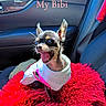 blanket, car_door, car_interior, clothing, dog, ears_up, excited, happy, indoor, pet, pink_clothing, red_blanket, seat, seatbelt, small_dog, sunlight, text_overlay, tongue_out, white_clothing, window