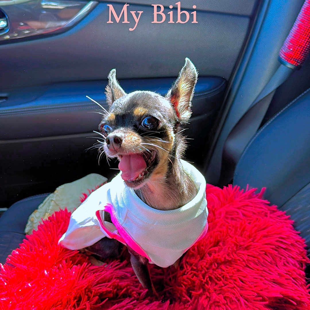 Bibi