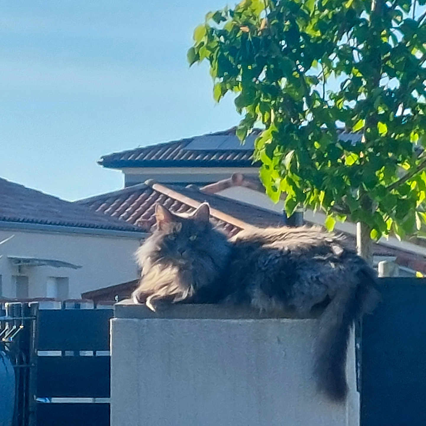 Grizou a rejoint le concours — aidez-le/la à gagner de superbes lots ! angora, animal, architecture, building, cat, city, house, housing, kitten, outdoors, pet, plant, pottedplant, roof, shelter, slate, tileroof, tree, urban, villa