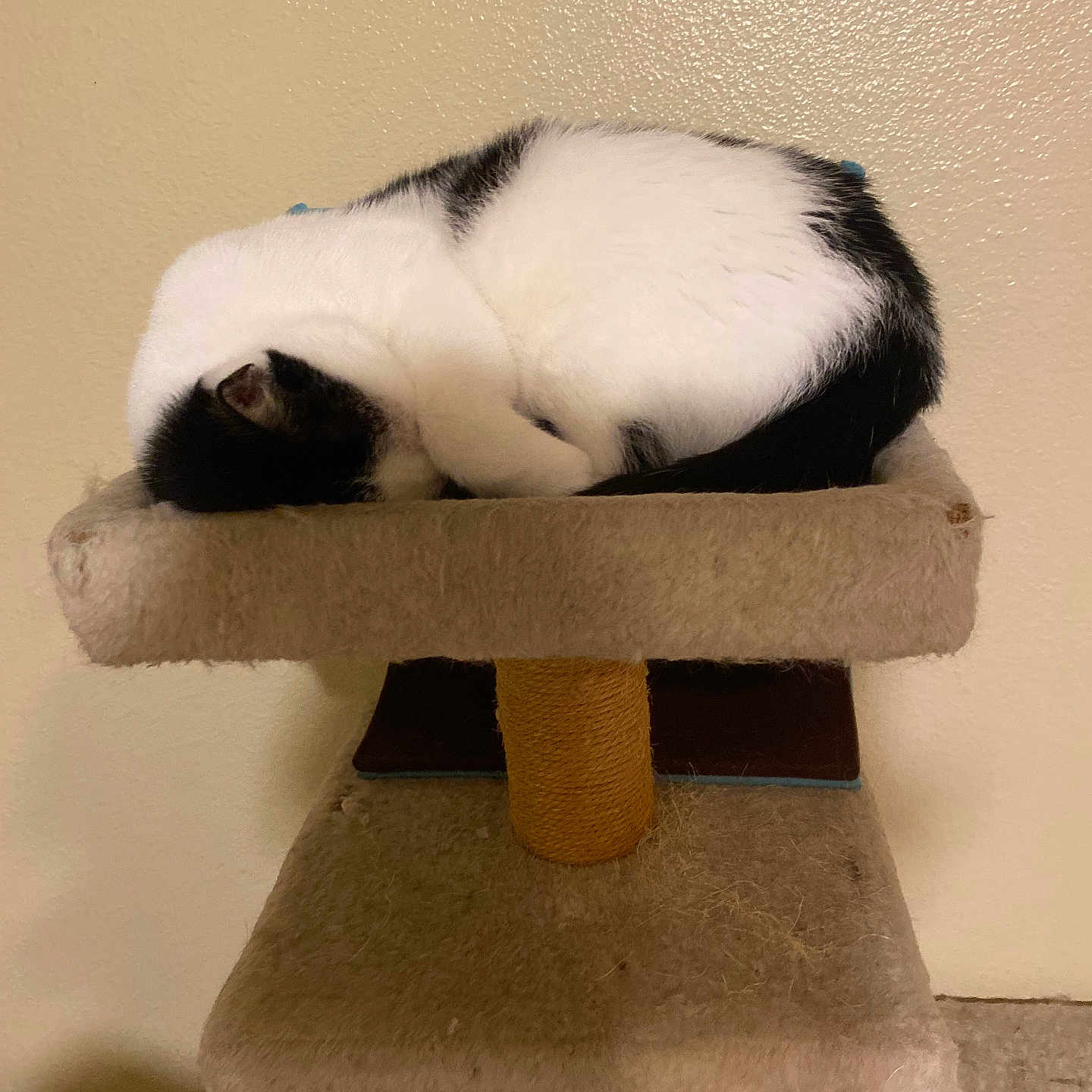 Vache joined the competition — help win amazing prizes! abyssinian, animal, architecture, barstool, bench, box, building, cat, drawer, furniture, kitten, manx, person, pet, plywood, shelf, siamese, sleeping, wall, wood