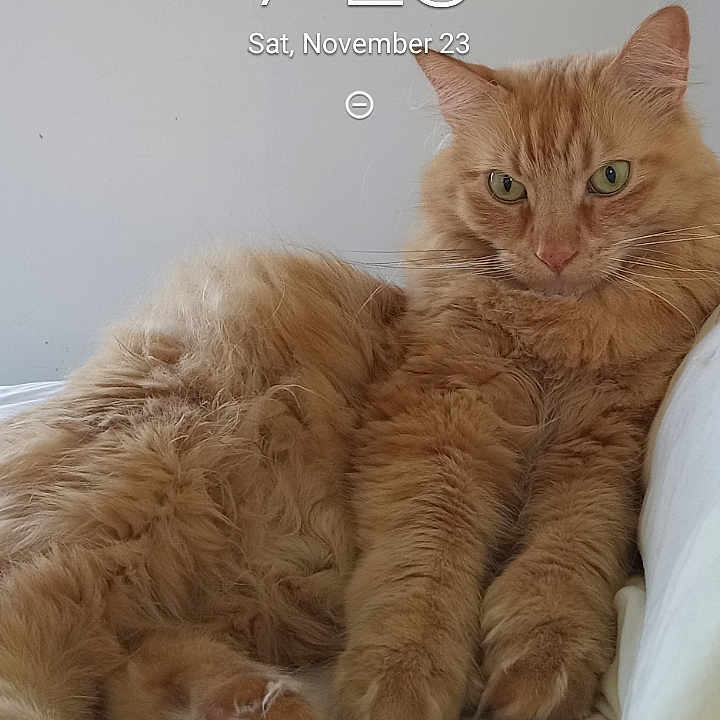 Mittens Aka The Kid is registered to the contest to win money with this photo: abyssinian, angora, animal, bed, blanket, cat, couch, cushion, furniture, hardwood, homedecor, kitten, linen, manx, person, pet, photography, sleeping, text, wood