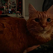 Bumble Bee is registered to the contest to win money with this photo: cat, orange_cat, ginger_cat, furry, long_hair, whiskers, ears, eyes, pet, animal, portrait, close_up, indoor, home, bedroom, blanket, fan, furniture, sitting, dim_lighting