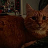 cat, orange_cat, ginger_cat, furry, long_hair, whiskers, ears, eyes, pet, animal, portrait, close_up, indoor, home, bedroom, blanket, fan, furniture, sitting, dim_lighting