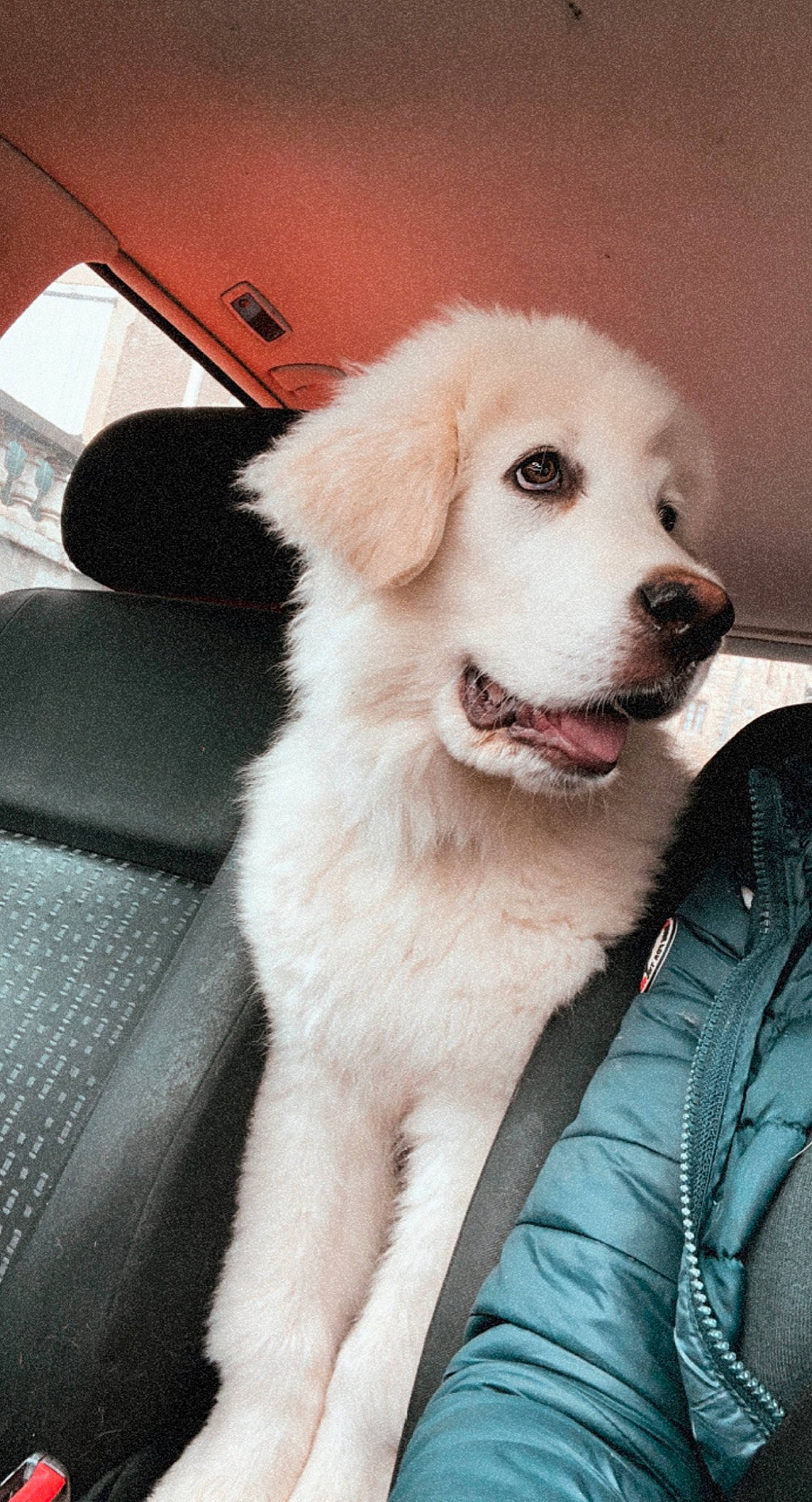 Shark a rejoint le concours — aidez-le/la à gagner de superbes lots ! automotive_exterior, ball, canidae, car, carnivore, companion_dog, dog, dog_breed, fawn, fur, happy, plant, smile, snout, sporting_group, vehicle, vehicle_door, whiskers, windshield, working_dog