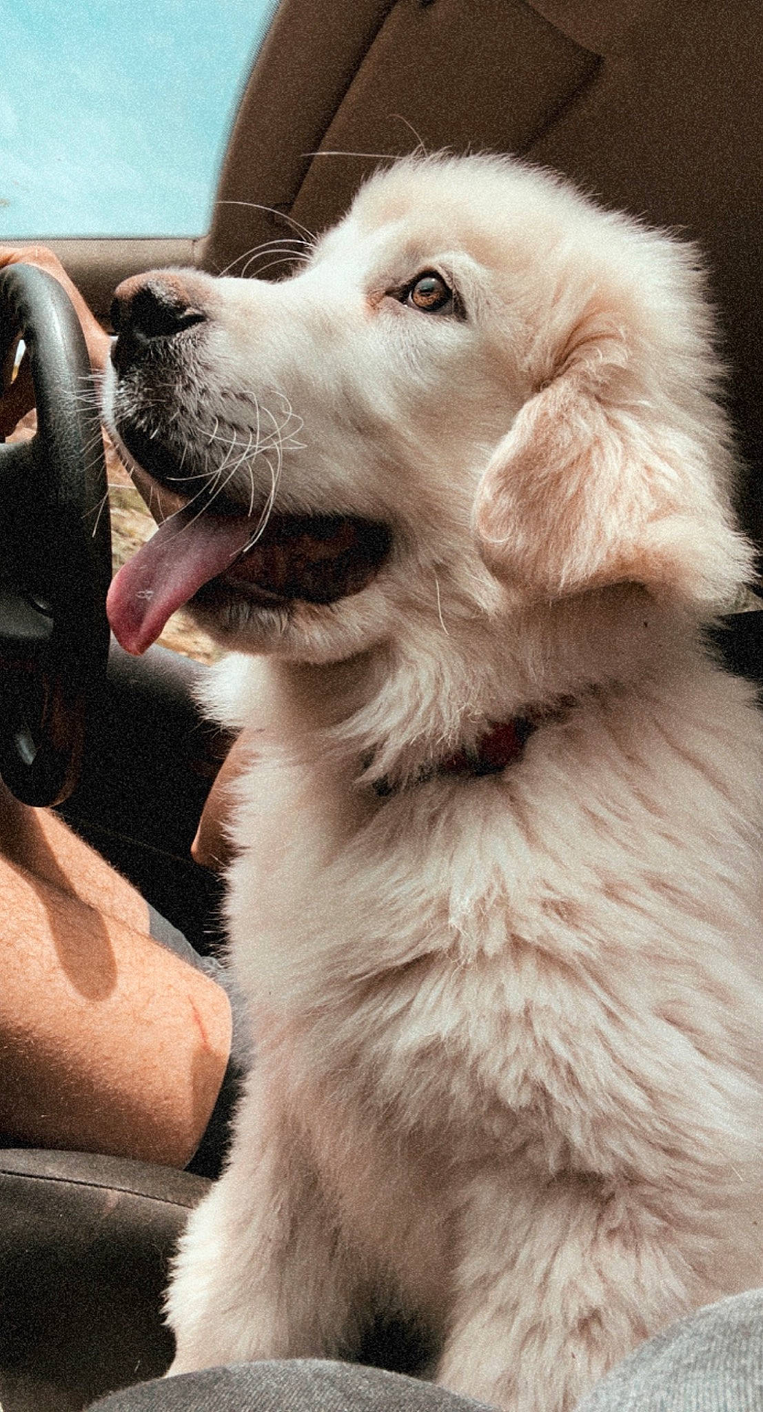 Shark a rejoint le concours — aidez-le/la à gagner de superbes lots ! ancient_dog_breeds, canidae, carnivore, companion_dog, dog, dog_breed, dog_collar, ear, fang, flash_photography, fur, gesture, jaw, paw, snout, sporting_group, whiskers, working_animal, working_dog