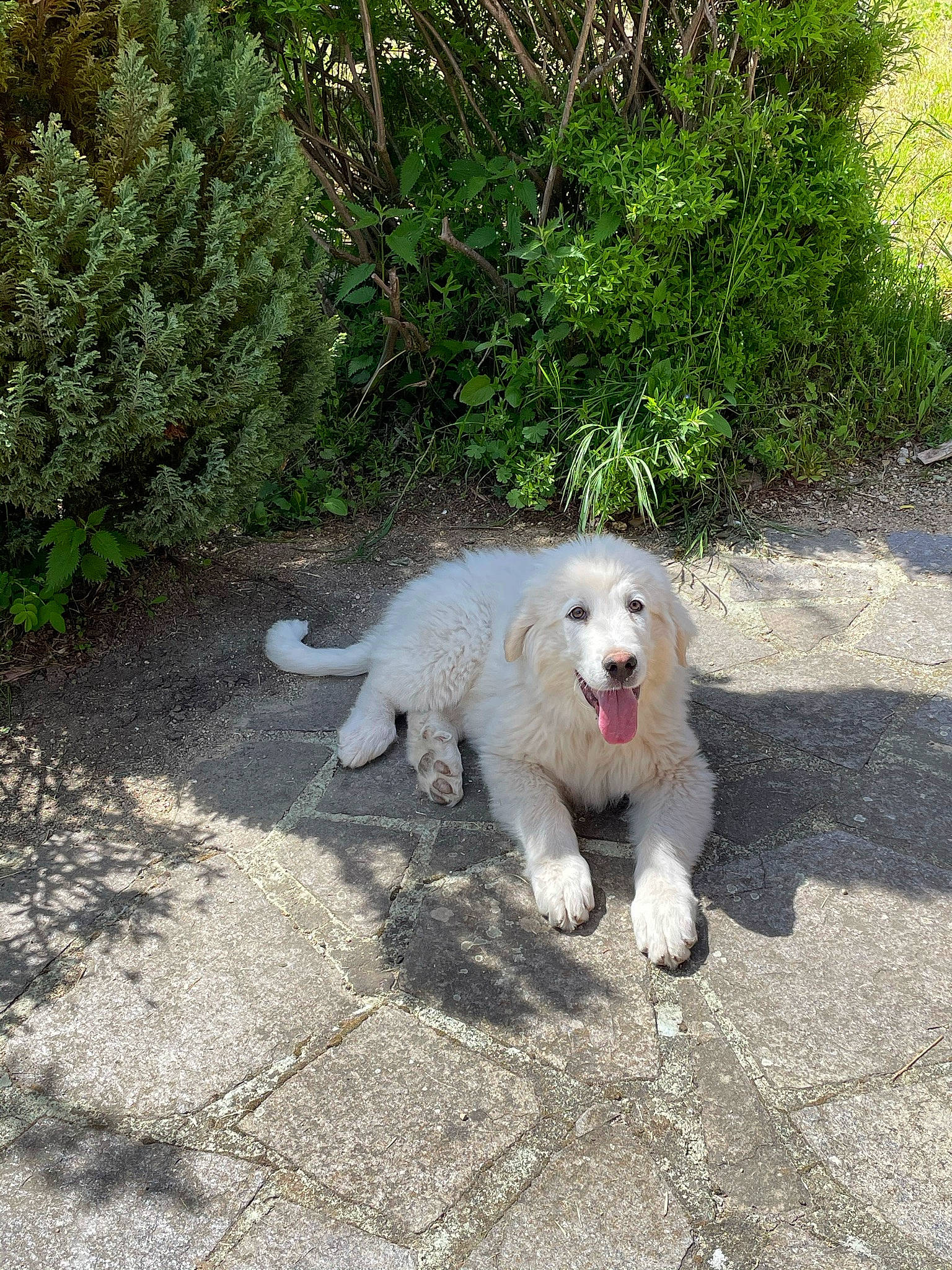 Shark a rejoint le concours — aidez-le/la à gagner de superbes lots ! canidae, carnivore, collar, companion_dog, dog, dog_breed, dog_collar, grass, livestock_guardian_dog, maremma_sheepdog, plant, polish_tatra_sheepdog, snout, soil, sporting_group, street_dog, tail, terrestrial_animal, working_animal, working_dog