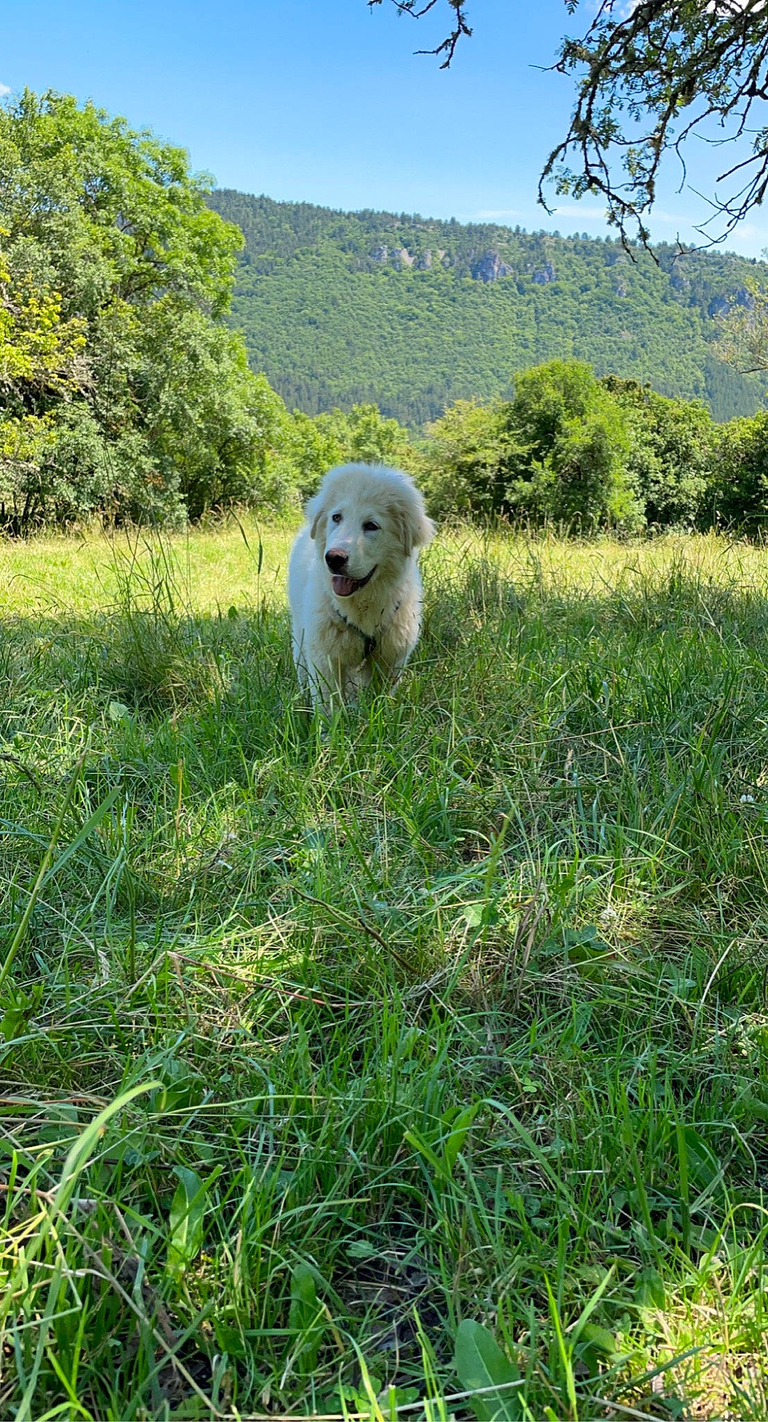 Shark participe au concours pour gagner de l'argent avec cette photo : canidae, carnivore, companion_dog, dog, dog_breed, grass, grassland, landscape, meadow, mountain, natural_landscape, pasture, people_in_nature, plant, prairie, sky, sporting_group, tree, wilderness, working_animal