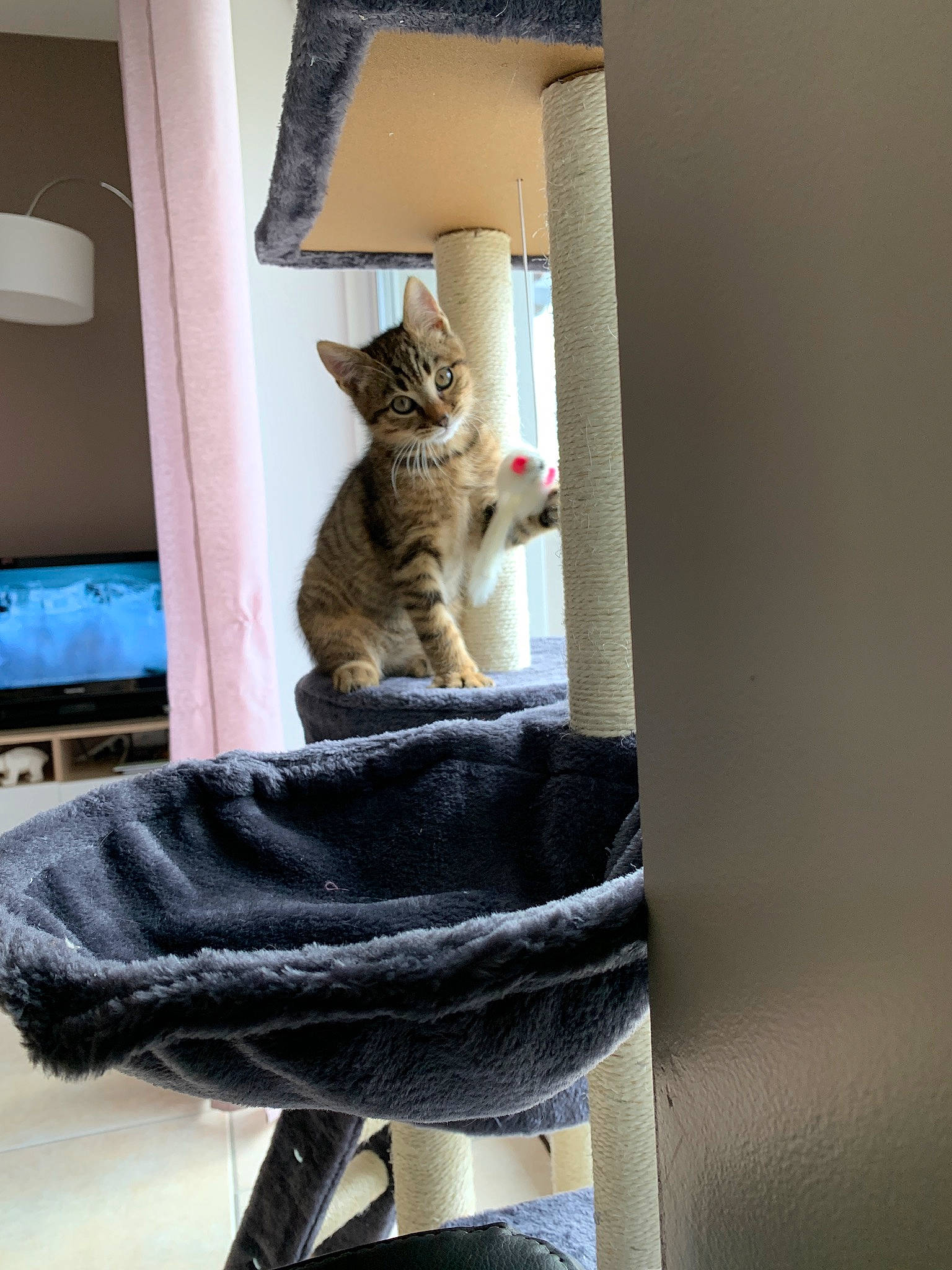 Pikatchu a rejoint le concours — aidez-le/la à gagner de superbes lots ! american_shorthair, asian, carnivore, cat, domestic_short_haired_cat, european_shorthair, felidae, fur, kitten, polydactyl_cat, small_to_medium_sized_cats, tabby_cat, whiskers