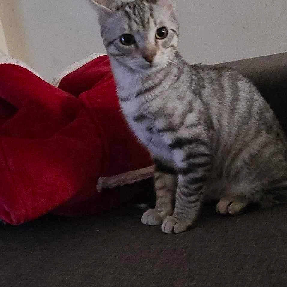 Mylo a rejoint le concours — aidez-le/la à gagner de superbes lots ! abyssinian, angora, animal, blanket, cat, chair, couch, cushion, egyptiancat, furniture, homedecor, indoors, kitten, manx, person, pet, siamese, sleeping