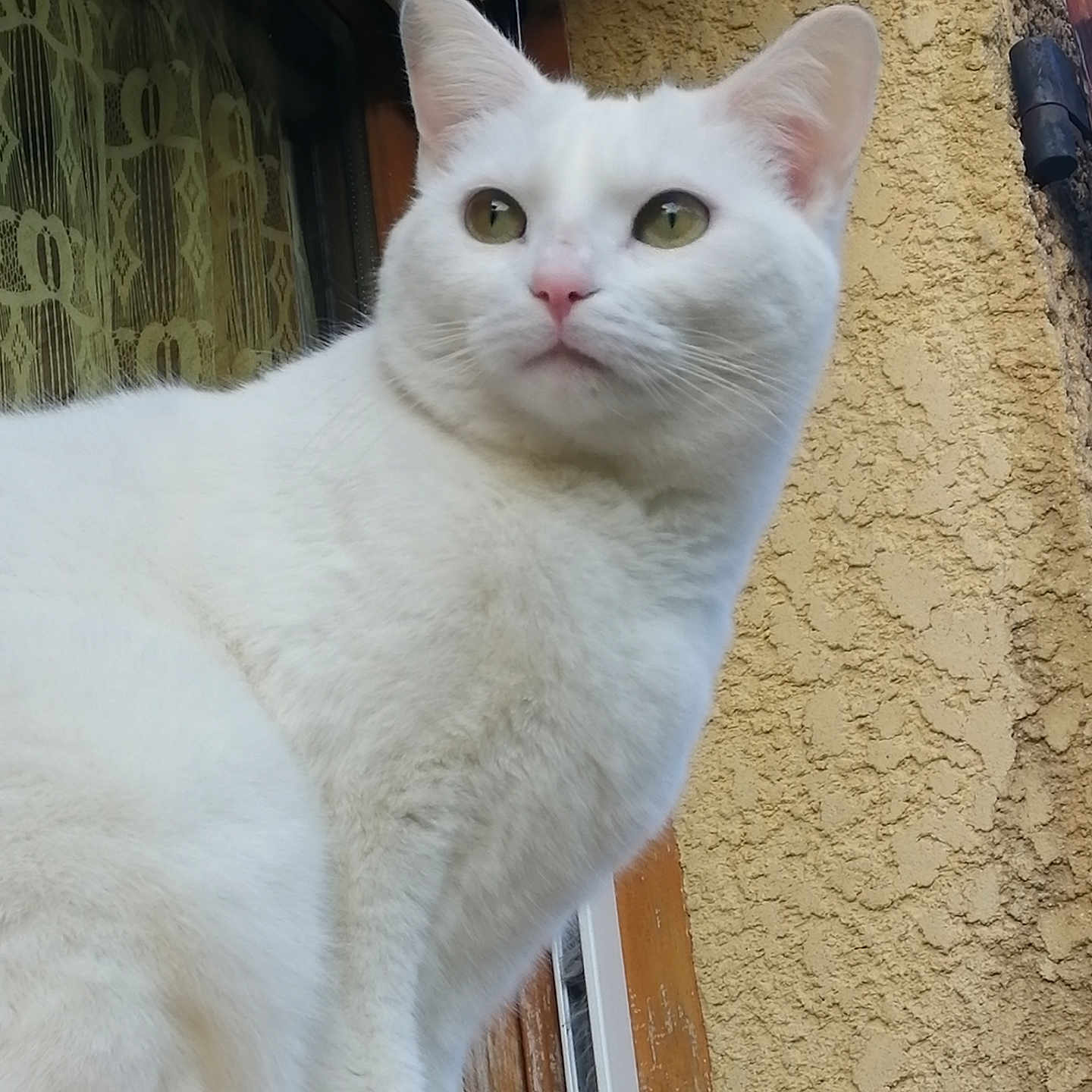 Poupoune