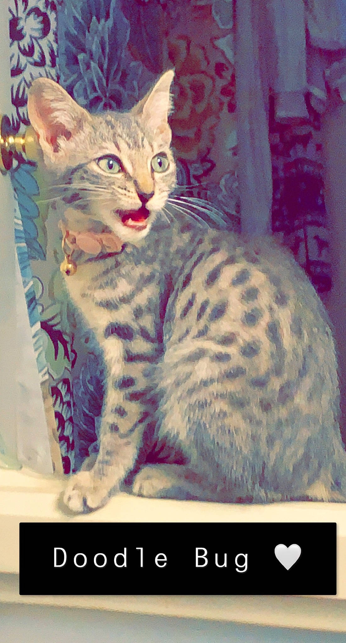 Doodle joined the competition — help win amazing prizes! art, carnivore, cat, domestic_short_haired_cat, felidae, font, fur, illustration, magenta, organism, paint, painting, pattern, photo_caption, rectangle, small_to_medium_sized_cats, snout, tail, terrestrial_animal, whiskers