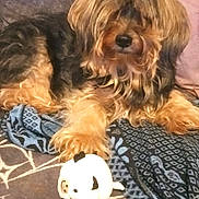 Maya participe au concours pour gagner de l'argent avec cette photo : dog, small_dog, yorkshire_terrier, long_hair, brown_fur, black_fur, pet, animal, couch, blanket, pillow, toy, indoor, home, portrait, sitting, lying_down, fluffy, cute, companion