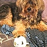 dog, small_dog, yorkshire_terrier, long_hair, brown_fur, black_fur, pet, animal, couch, blanket, pillow, toy, indoor, home, portrait, sitting, lying_down, fluffy, cute, companion