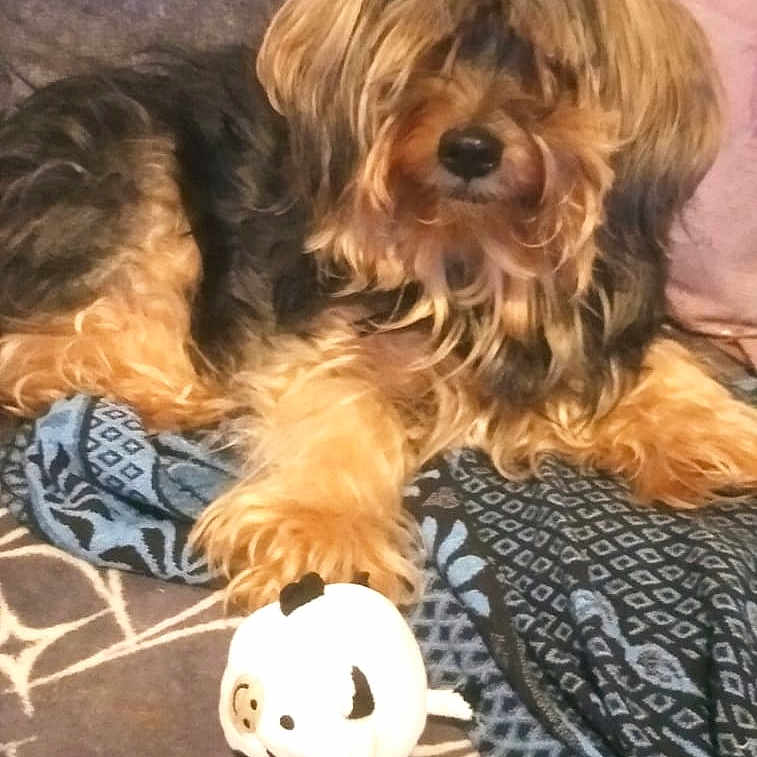 Maya