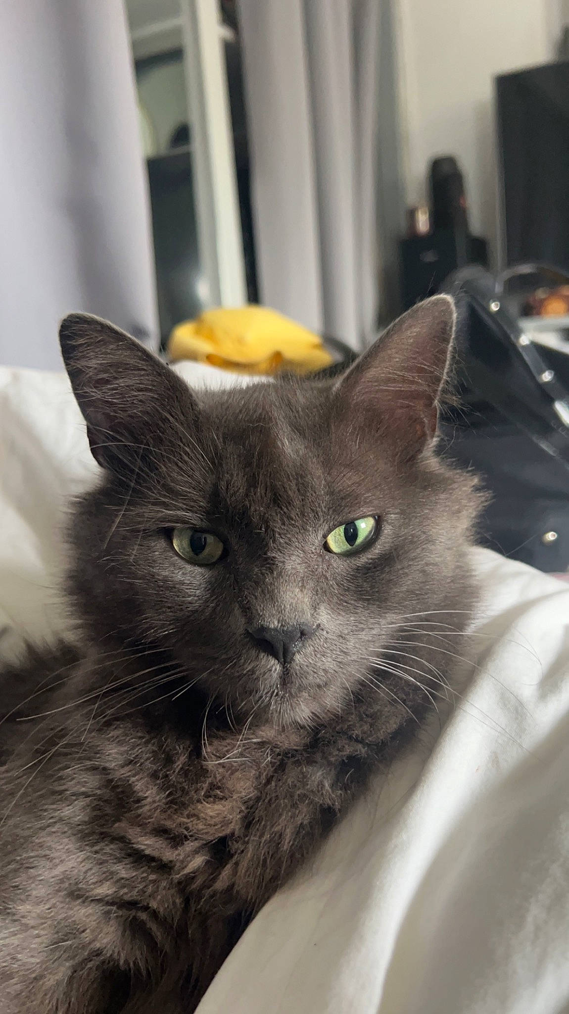 Lou a rejoint le concours — aidez-le/la à gagner de superbes lots ! black_cat, box, carnivore, cat, claw, comfort, domestic_short_haired_cat, ear, eye, felidae, fur, small_to_medium_sized_cats, snout, whiskers