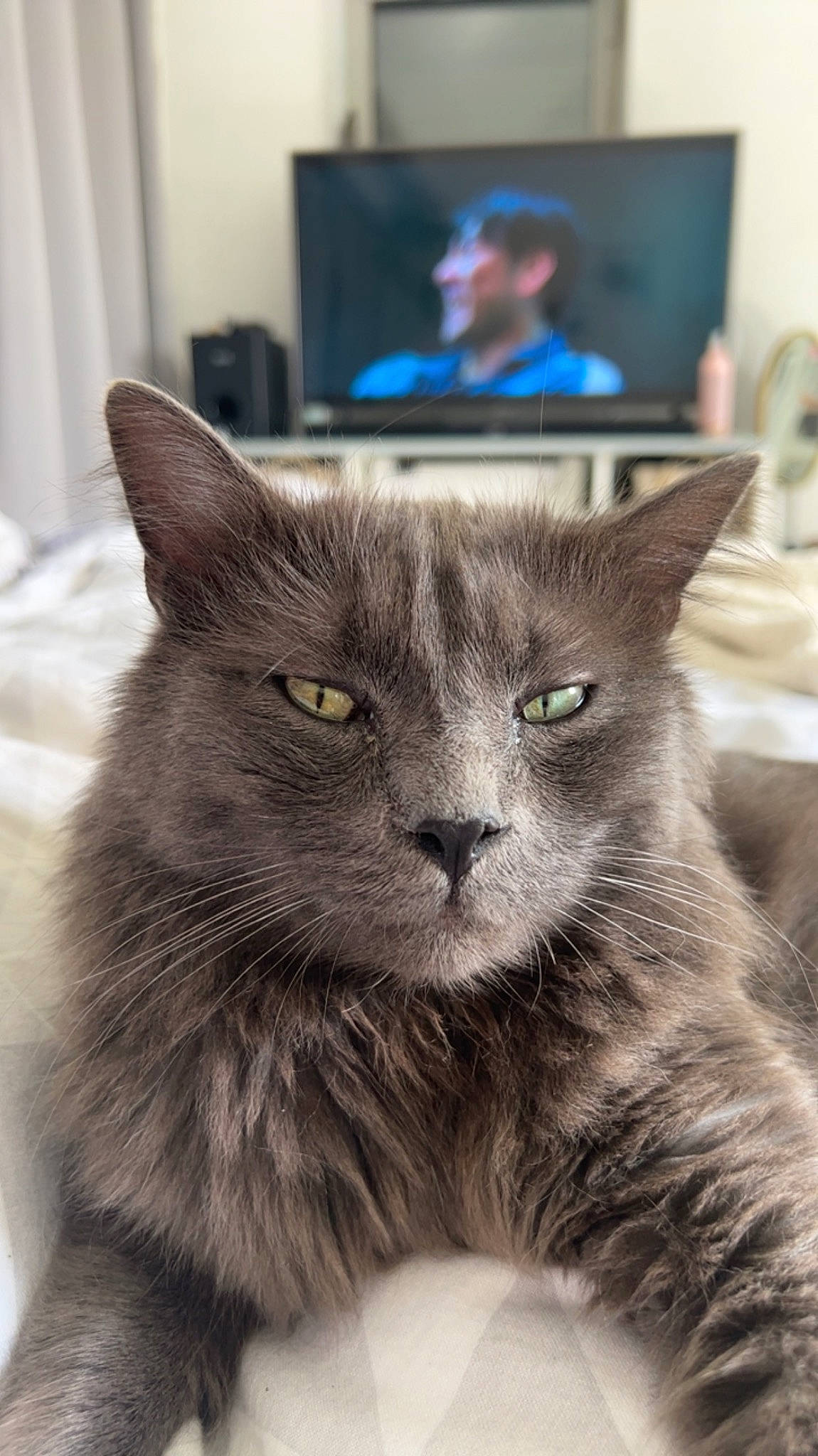 Lou a rejoint le concours — aidez-le/la à gagner de superbes lots ! black_cat, box, cable_television, carnivore, cat, comfort, curtain, domestic_short_haired_cat, felidae, fur, gadget, grey, led_backlit_lcd_display, picture_frame, small_to_medium_sized_cats, snout, television, terrestrial_animal, whiskers, window