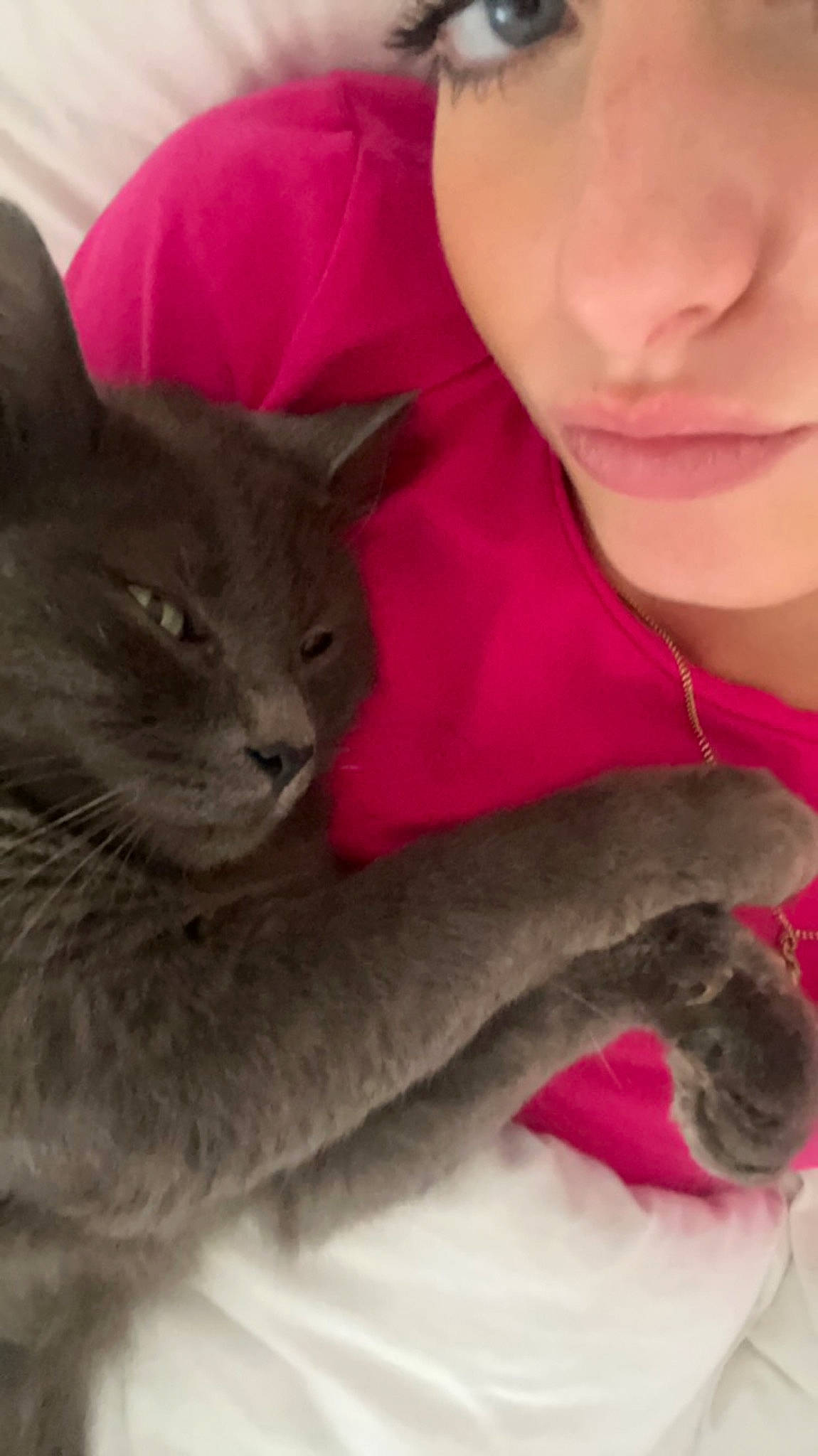 Lou participe au concours pour gagner de l'argent avec cette photo : carnivore, cat, comfort, domestic_short_haired_cat, ear, felidae, fur, gesture, grey, mammal, russian_blue, skin, small_to_medium_sized_cats, t_shirt, vertebrate, whiskers