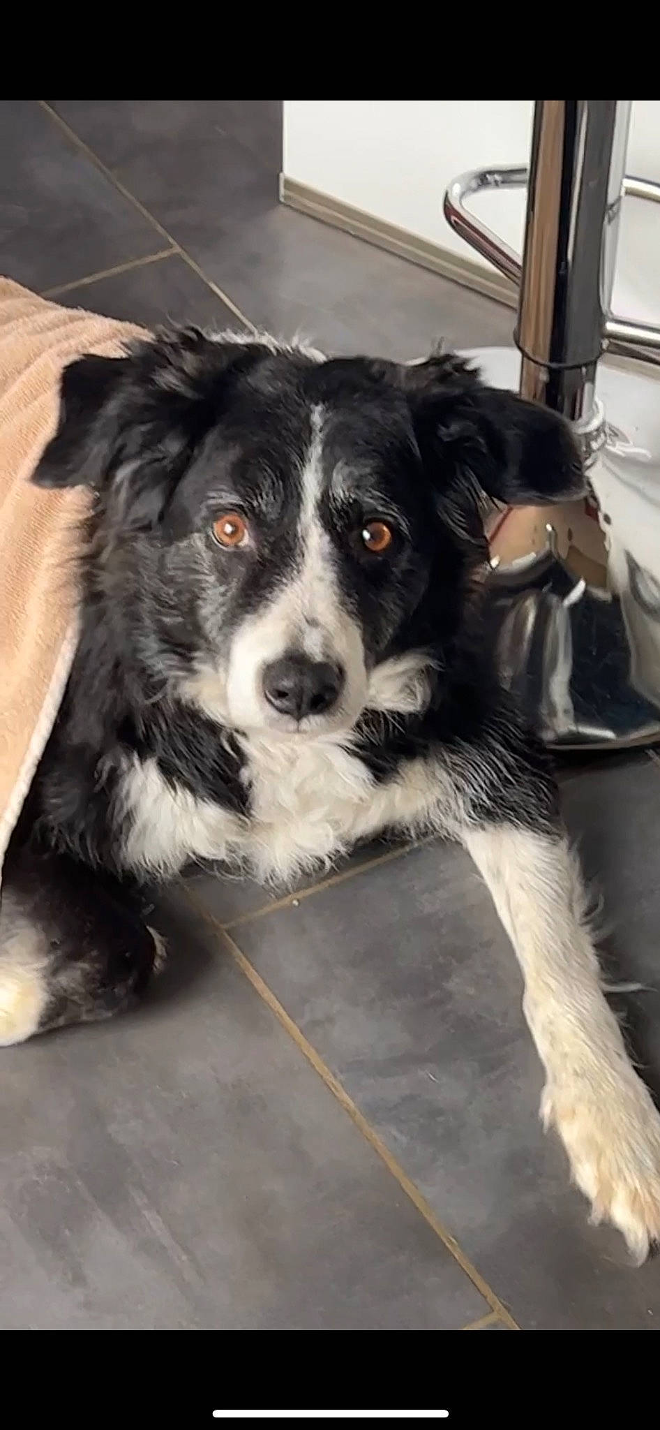 Gamin participe au concours pour gagner de l'argent avec cette photo : australian_collie, borador, border_collie, bored, bucovina_shepherd_dog, canidae, carnivore, companion_dog, dog, dog_breed, fur, gun_dog, herding_dog, puppy, snout, sporting_group, terrestrial_animal, whiskers, working_animal, working_dog