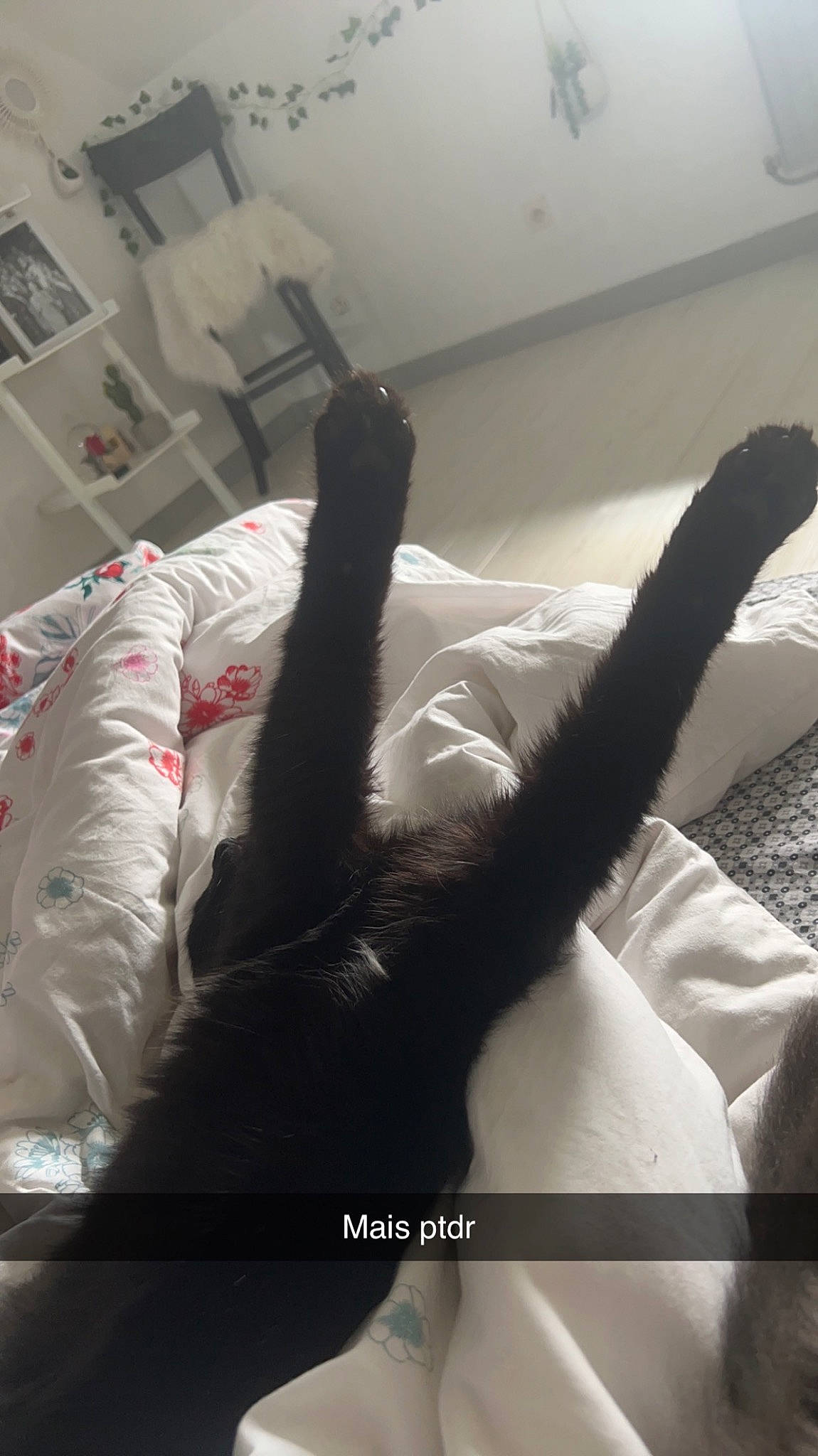 Harry participe au concours pour gagner de l'argent avec cette photo : bedding, comfort, couch, elbow, felidae, foot, fur, gesture, human_leg, linens, room, shadow, small_to_medium_sized_cats, sporting_group, tail, textile, thigh, tints_and_shades, whiskers, wrist