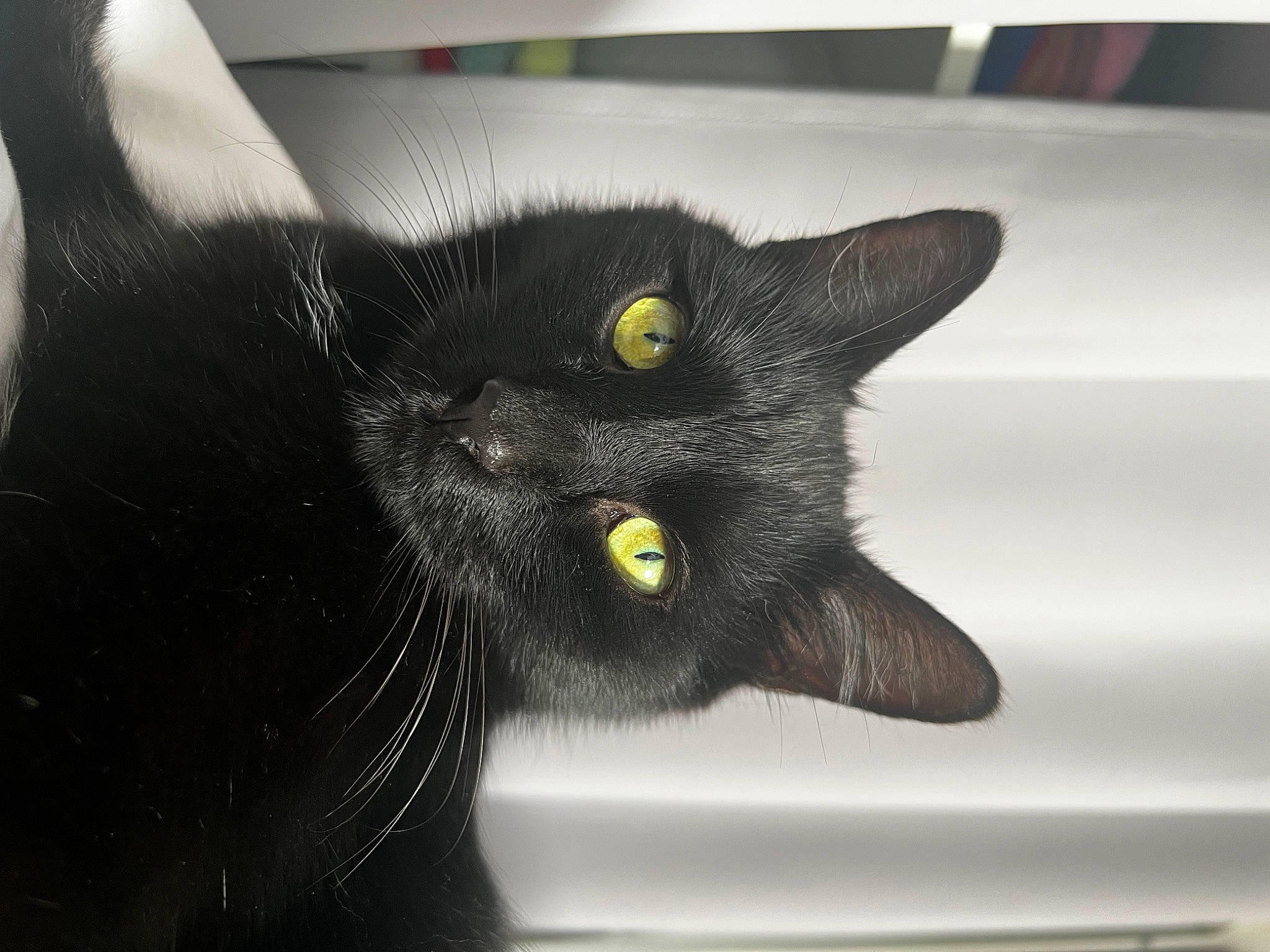 Harry participe au concours pour gagner de l'argent avec cette photo : black_cat, bombay, carnivore, cat, claw, comfort, domestic_short_haired_cat, ear, eye, felidae, fur, monochrome_photography, paw, small_to_medium_sized_cats, snout, terrestrial_animal, whiskers, window