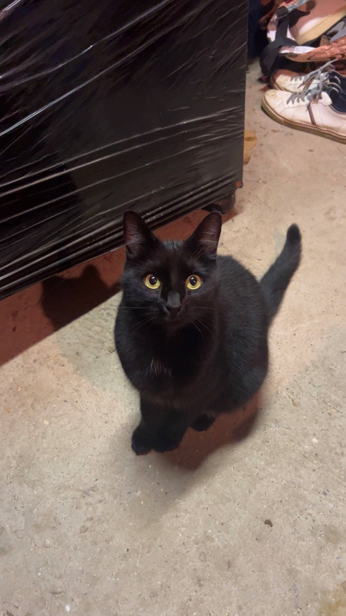 Harry participe au concours pour gagner de l'argent avec cette photo : asphalt, black_cat, bombay, carnivore, cat, claw, domestic_short_haired_cat, felidae, floor, flooring, fur, paw, road_surface, shadow, small_to_medium_sized_cats, snout, tail, terrestrial_animal, whiskers, wood