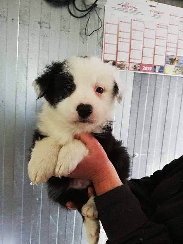 Peps a rejoint le concours — aidez-le/la à gagner de superbes lots ! canidae, carnivore, companion_dog, dog, dog_breed, dog_supply, fawn, fur, german_spitz, german_spitz_klein, pet_supply, puppy, puppy_love, snout, spitz, sporting_group, toy_dog, volpino_italiano, whiskers, working_animal